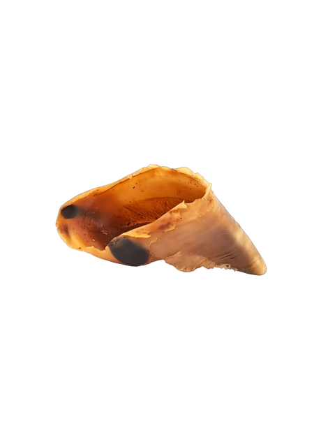 Sabots de boeuf 1 pièce