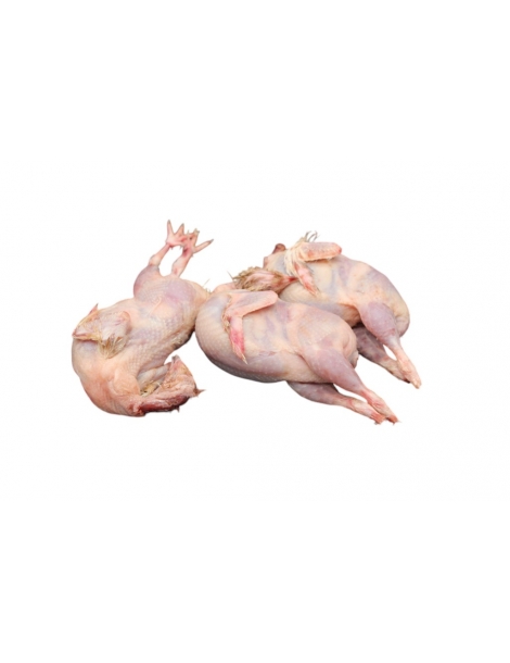 Cailles sans plumes 6kg